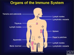 Sistema immunitario da https://www.aids.gov/hiv-aids-basics/just-diagnosed-with-hiv-aids/hiv-in-your-body/immune-system-101/