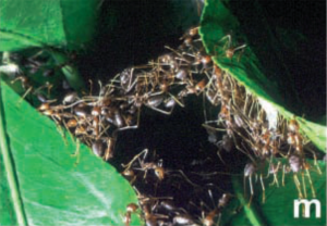 ponte-formiche